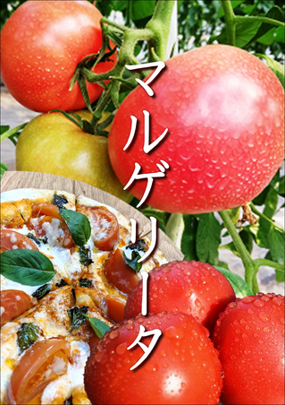マルゲリータ.PNG